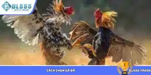 Cách chọn gà đá