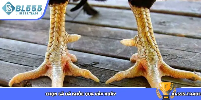 Chọn gà đá khỏe qua vảy xoáy