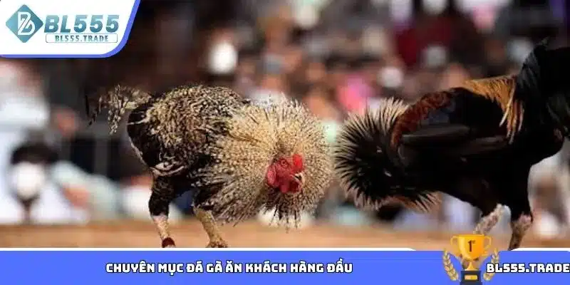 Chuyên mục đá gà ăn khách hàng đầu