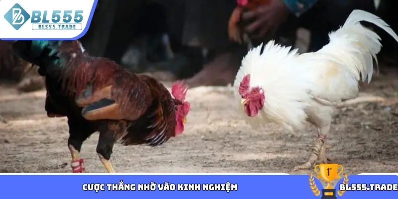 Cược thắng nhờ vào kinh nghiệm