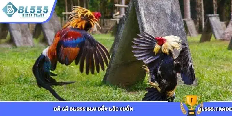 Đá gà BL555 BLV đầy lôi cuốn