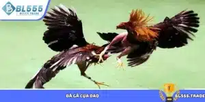 Đá gà cựa dao