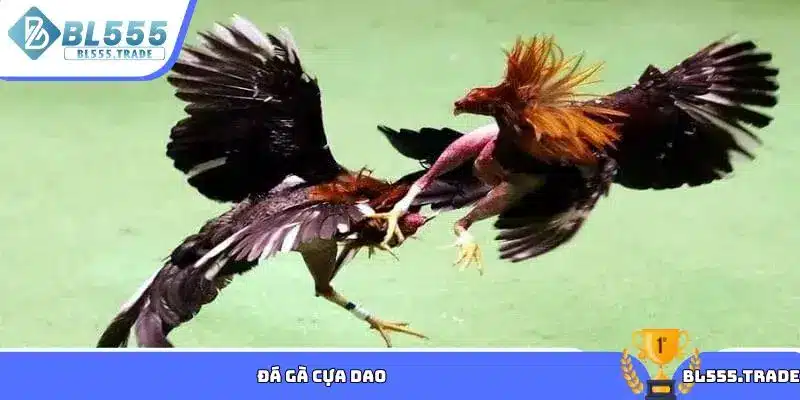 Đá gà cựa dao