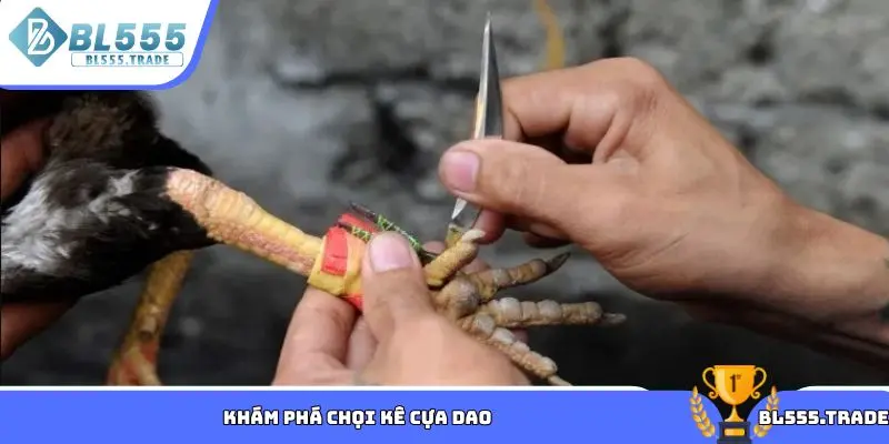 Khám phá chọi kê cựa dao