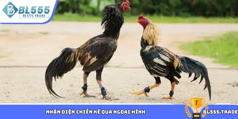 Nhận diện chiến kê qua ngoại hình